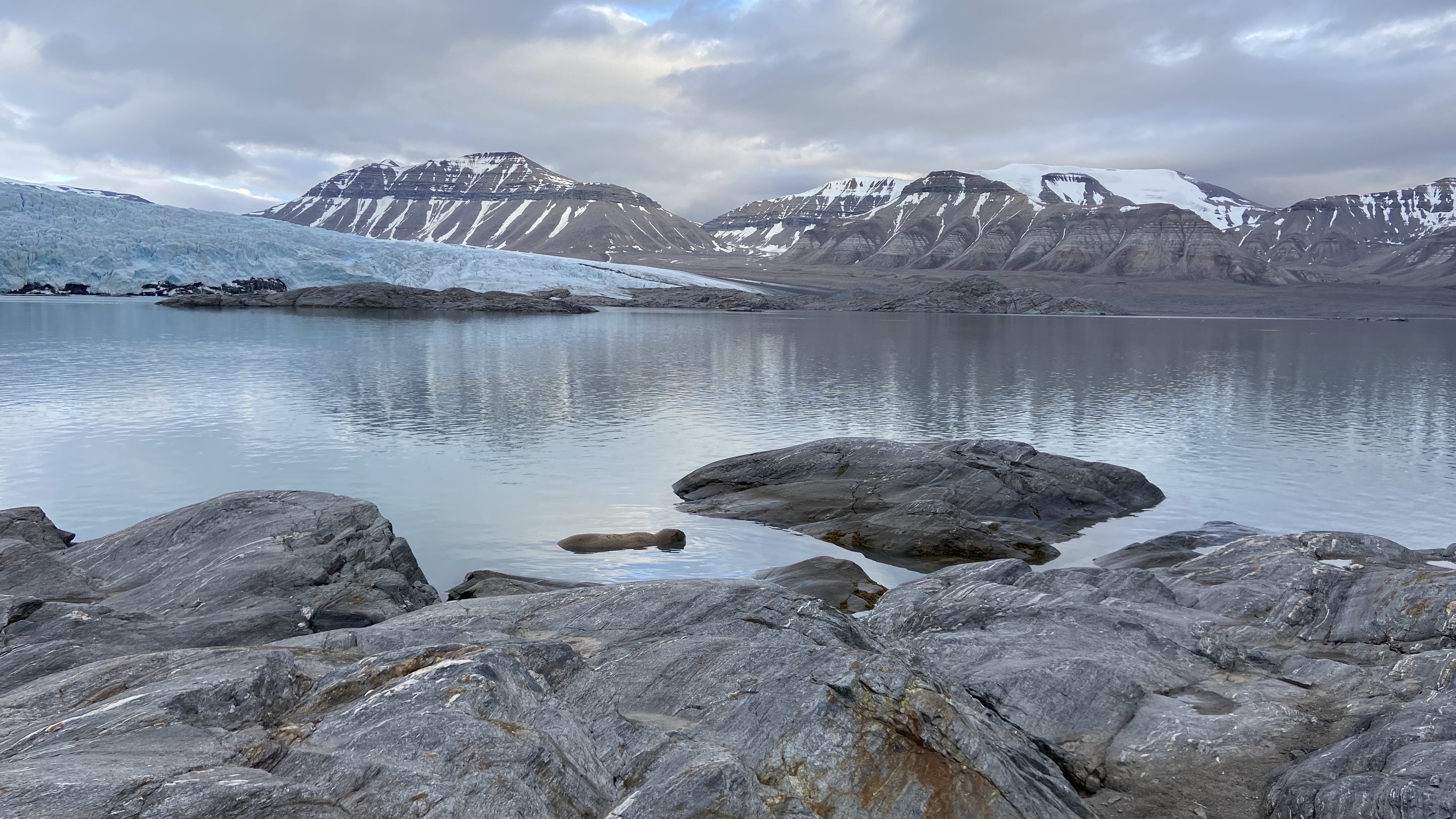 Walrus and a glacier on Svalbard